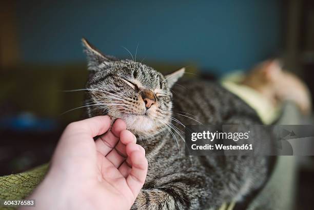 hand of man stroking tabby cat - cat owner stock pictures, royalty-free photos & images