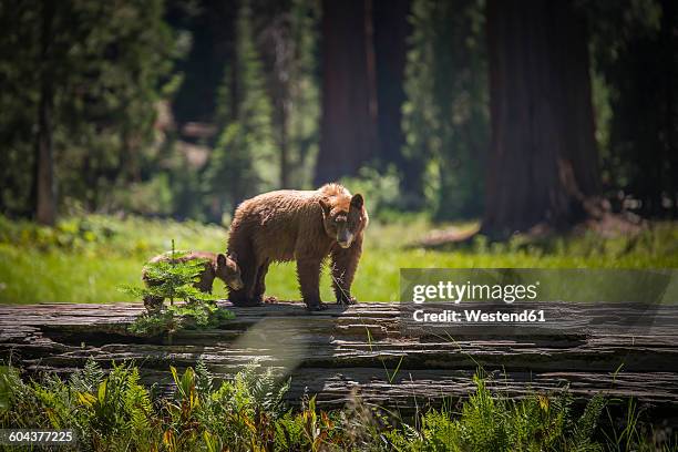 usa, sequoia national park, brown bear and brown bear cub - sequoia national park stock pictures, royalty-free photos & images