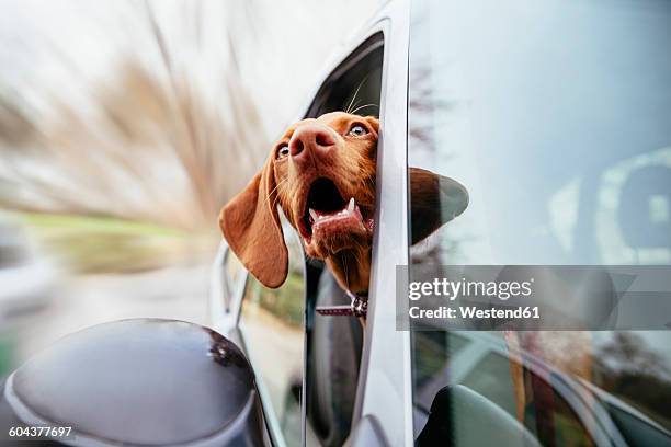 dog looking through car window - looking out car window stock pictures, royalty-free photos & images