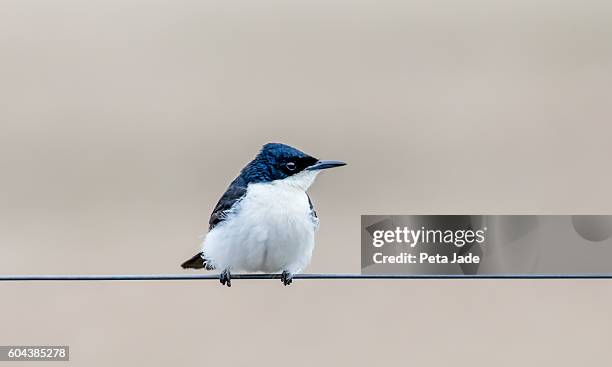 restless flycatcher - peta jade stock pictures, royalty-free photos & images