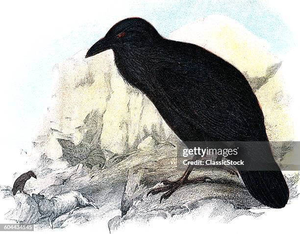 ILLUSTRATION BLACK RAVEN ON LEDGE LOOKING DOWN ON SCAVENGING BIRD WITH SHEEP