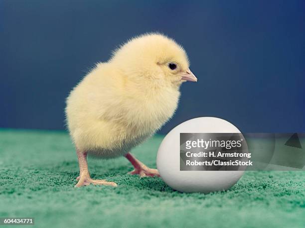 1950s BABY CHICK AND EGG