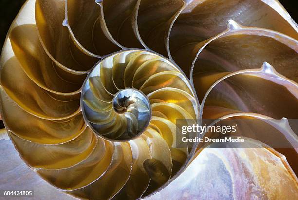 24 Half A Nautilus Shell Stock Photos, High-Res Pictures, and Images ...