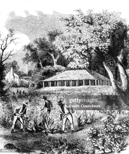 1800s THREE AFRICAN AMERICAN MEN FIELD HAND SLAVES TENDING CROP ON COLONIAL OR ANTEBELLUM SOUTHERN TOBACCO PLANTATION