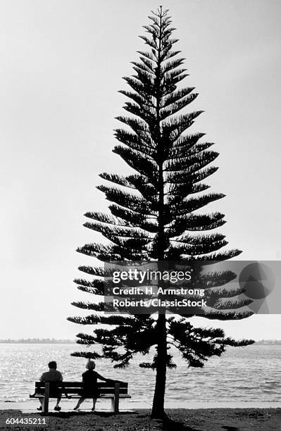 1970s BACK VIEW SILHOUETTE OF ANONYMOUS MIDDLE AGE COUPLE SITTING ON BENCH LAKESIDE UNDER PINE TREE