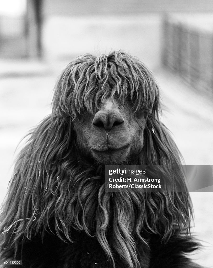 1960s CLOSE-UP OF ALPACA.