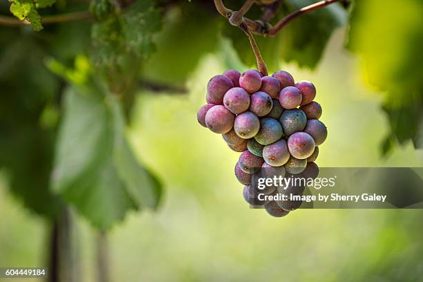 pinot gris grapes, niagara region, canada - pinot grigio wine foto e immagini stock