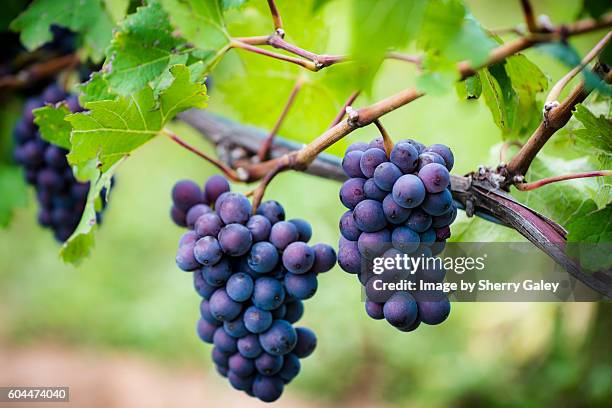 pinot gris grapes, niagara region, canada - pinot grigio wine foto e immagini stock