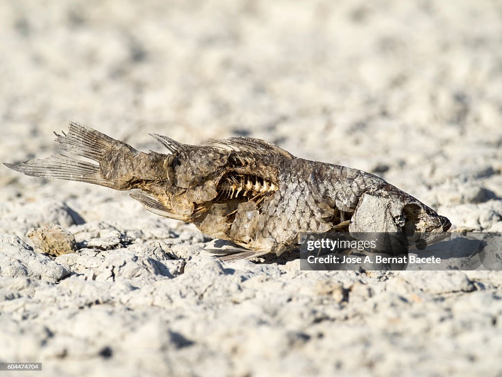 Skeleton of a dead carp in the lake bed by drought, (cyprinus carpio).