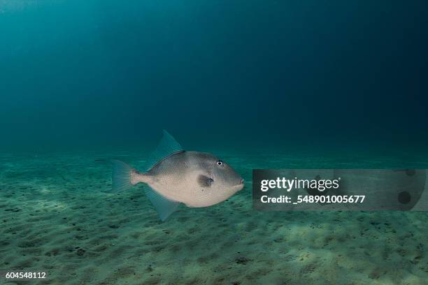 salt water fish - trigger fish stock pictures, royalty-free photos & images