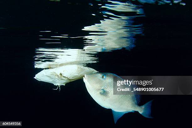 Discard Fish Discard Fish Photos and Premium High Res Pictures - Getty Images