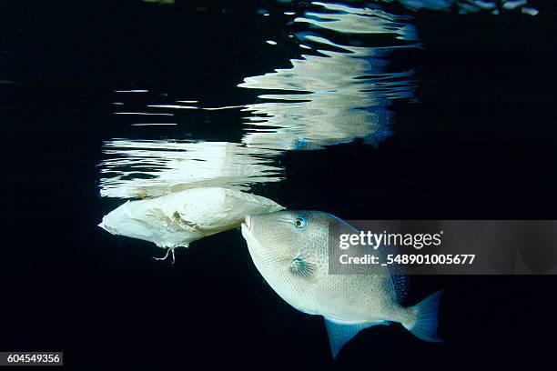 salt water fish and plastic bag - ocean triggerfish stock pictures, royalty-free photos & images