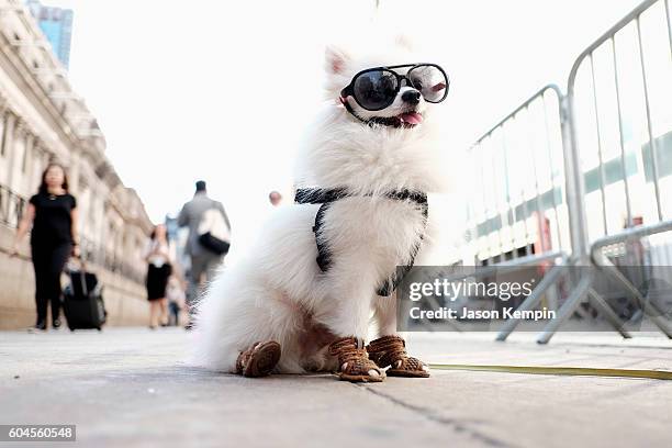 View of a street style dog during New York Fashion Week: The Shows at Skylight at Moynihan Station on September 13, 2016 in New York City.