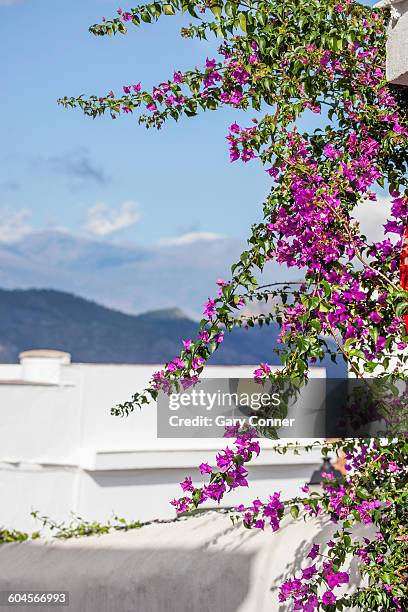 bougainvillea with landscape - salobreña stock pictures, royalty-free photos & images