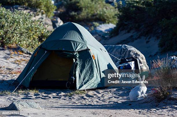 russell glacier, greenland ice sheet, qeqqata municipality, kangerlussuaq, greenland. - arctic hare stock pictures, royalty-free photos & images