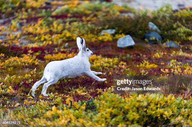 russell glacier, greenland ice sheet, qeqqata municipality, kangerlussuaq, greenland. - arctic hare stock pictures, royalty-free photos & images