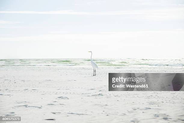 usa, florida, sarasota, siesta key, heron on beach - siesta key stockfoto's en -beelden