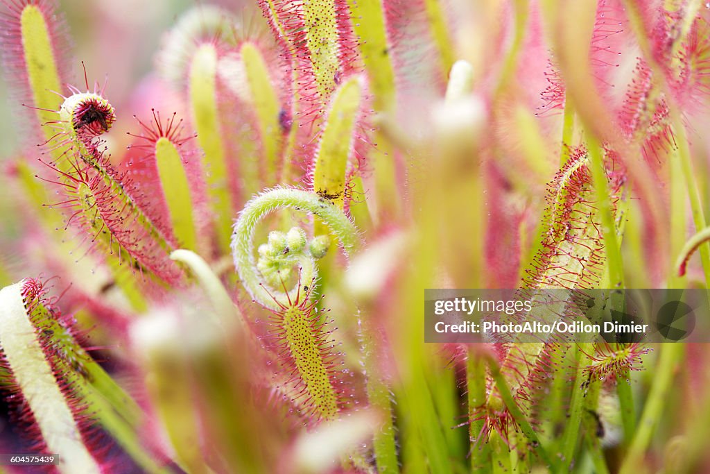 Sundew (Drosera)