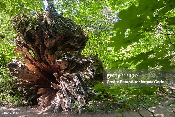 241 Tree Root Rot Stock Photos, High-Res Pictures, and Images - Getty ...