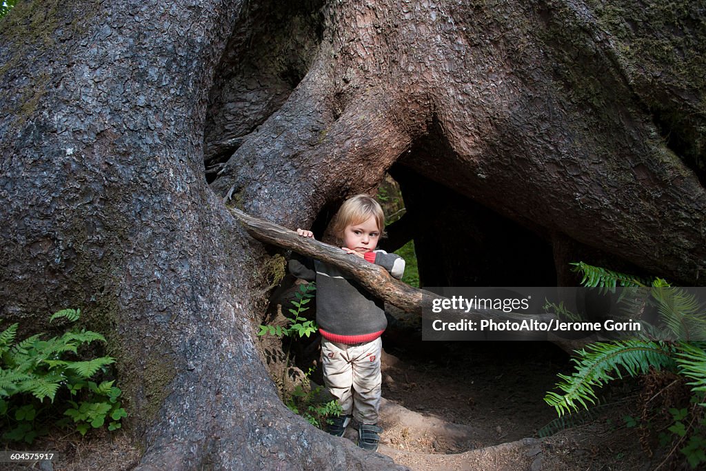 Baby In Tree Roots Child Hiding Behind Roots Of Old Growth Tree High-Res Stock Photo ...