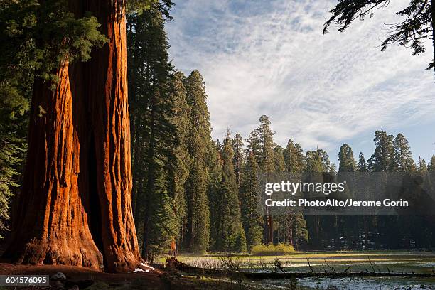 giant sequoia trees, sequoia and kings canyon national parks, california, usa - kings canyon nationalpark stock-fotos und bilder
