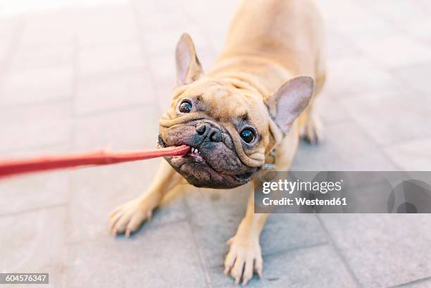 french bulldog biting and pulling lead - pet leash fotografías e imágenes de stock