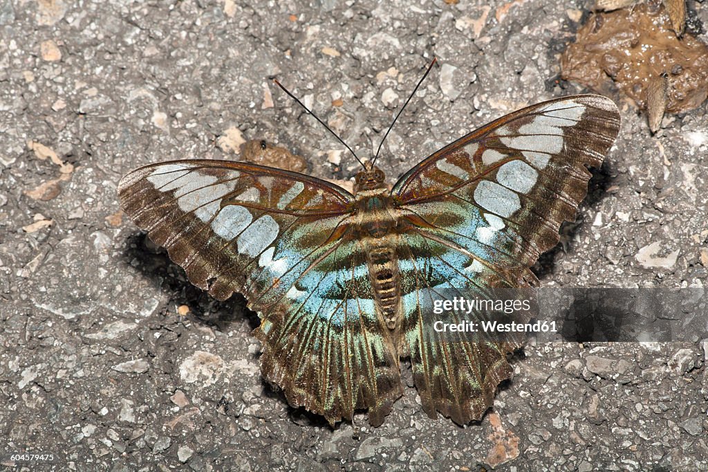 Blue Clipper, Parthenos sylvia