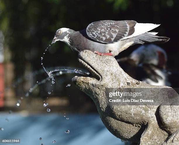 pigeon drinking in a frog shaped fountain - columbiformes stock-fotos und bilder