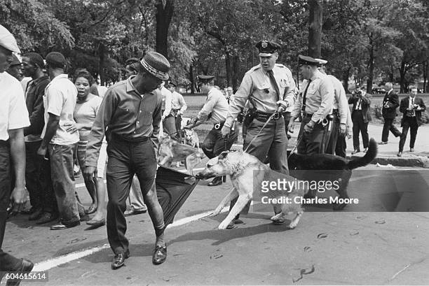Demonstrator looks back as a police dog, held by an officer with a billy club, tears his trouser leg, Birmingham, Alabama, May 3, 1963. Police...