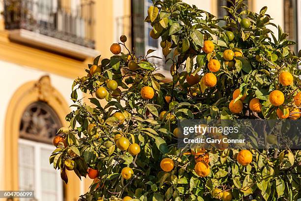 orange tree in malaga - 1850 2015 stock pictures, royalty-free photos & images
