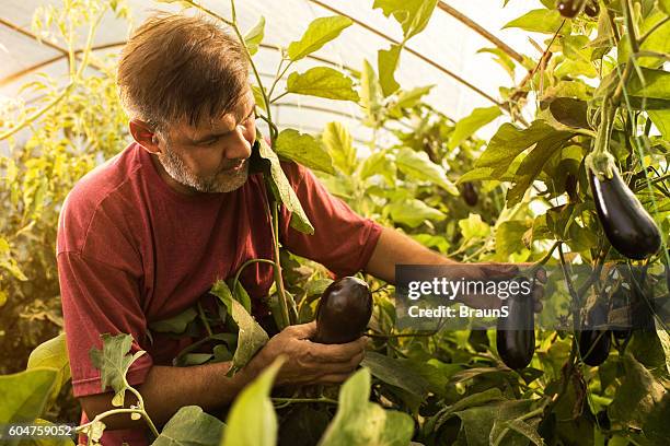 mature farm worker picking eggplants in polyethylene tunnel. - eggplant imagens e fotografias de stock