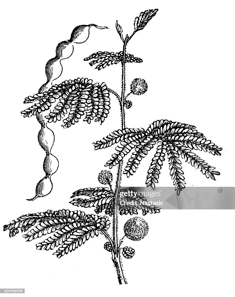 Gum arabic tree (Acacia arabica)