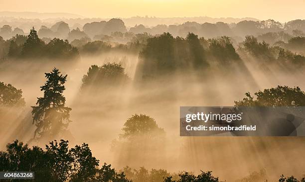 sunbeams through misty trees at dawn - surrey engeland stockfoto's en -beelden