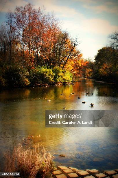 ducks in autumn - bethlehem pensilvânia imagens e fotografias de stock