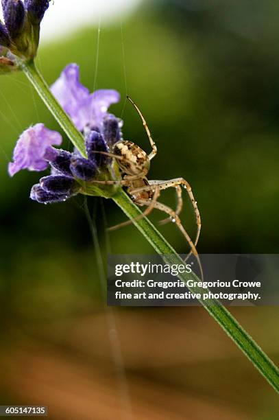 garden spider - gregoria gregoriou crowe fine art and creative photography stock pictures, royalty-free photos & images