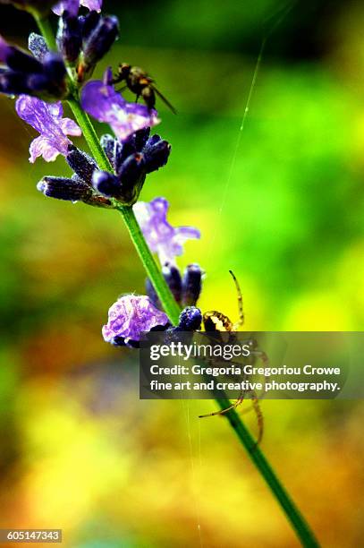 garden spider - gregoria gregoriou crowe fine art and creative photography stock pictures, royalty-free photos & images