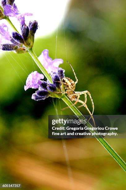 garden spider - gregoria gregoriou crowe fine art and creative photography stock pictures, royalty-free photos & images