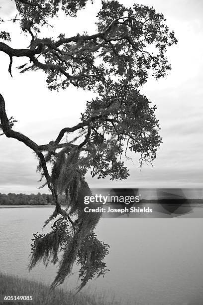 oak with spanish moss - savannah stock-fotos und bilder