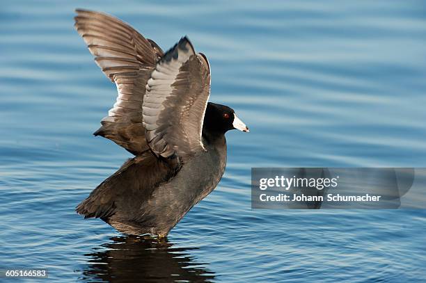 american coot wing stretch - amerikanisches blässhuhn stock-fotos und bilder