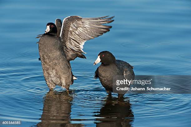 american coots on late fall pond - american coot stock pictures, royalty-free photos & images