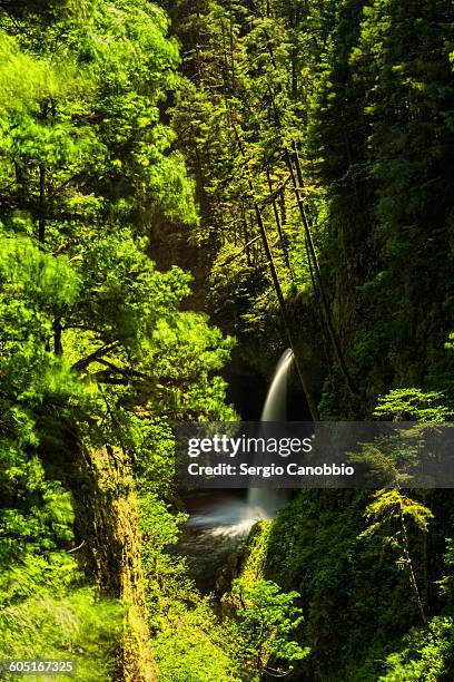 a vision of fairies - eagle creek trail stockfoto's en -beelden