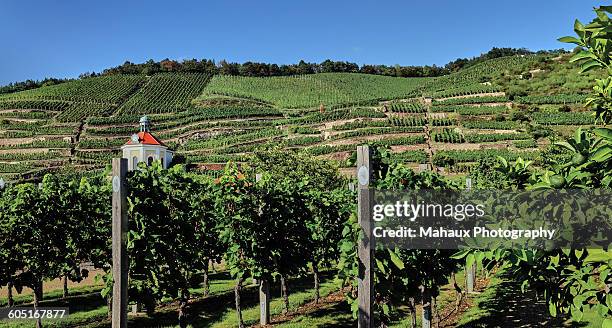 vineyards in radebeul with a belvedere - saxony stock-fotos und bilder