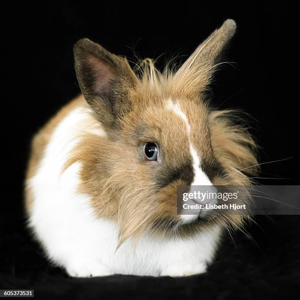 portrait of staring brown and white fluffy rabbit on black background - olhos castanho claros - fotografias e filmes do acervo