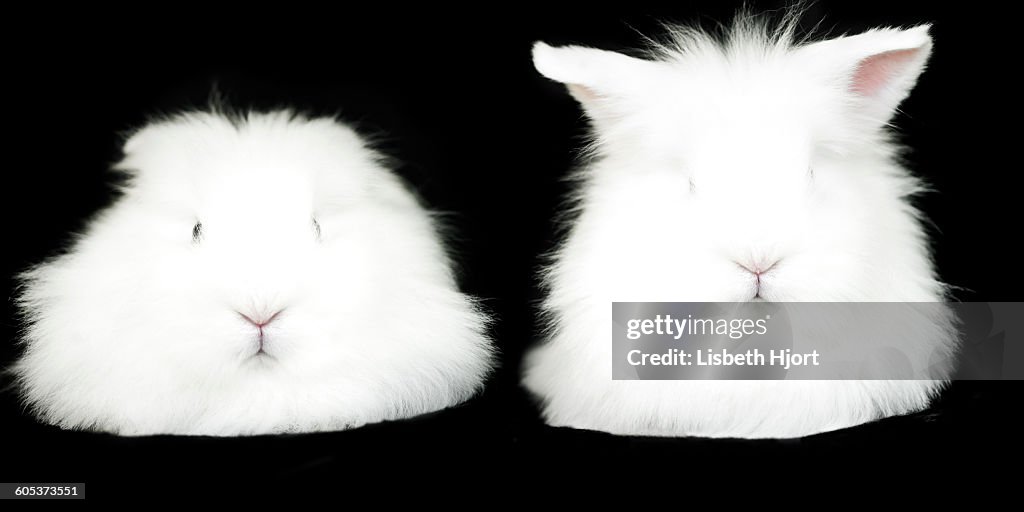 Portrait of two white fluffy rabbits on black background