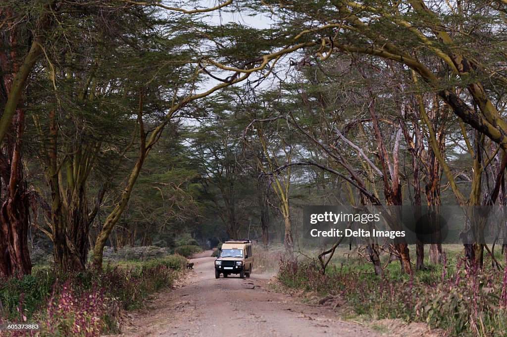 Safari vehicle, Lake Nakuru National Park, Kenya