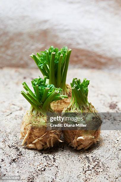 three whole celeriac with fresh green leaves - apio nabo fotografías e imágenes de stock