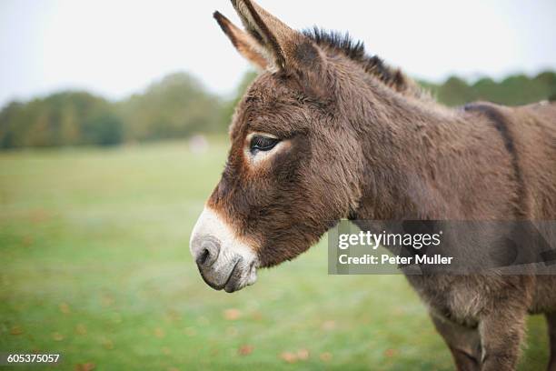 portrait of cute donkey in field - jackass images - fotografias e filmes do acervo