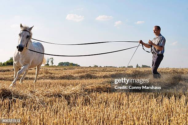 man training cantering white horse in field - zügel stock-fotos und bilder