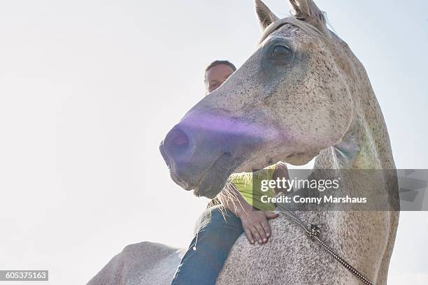low angle view of woman riding grey horse bareback - reiten ohne sattel stock-fotos und bilder