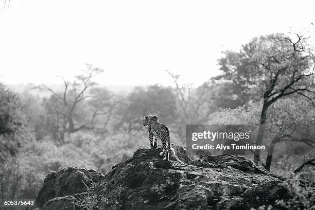 leopard in african landscape, kruger national park, south africa - african leopard photos et images de collection